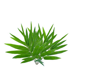 Fototapeta premium ฺBamboo leaves for background isolated on white background