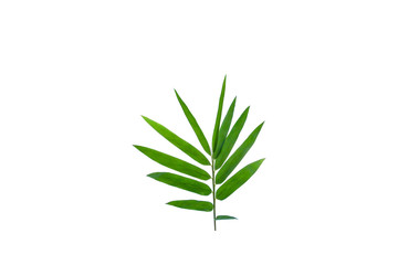 ฺBamboo leaves for background isolated on white background