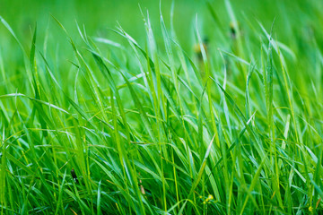 Fototapeta na wymiar Close-up. Freshness. Green summer grass in droplets after rain.