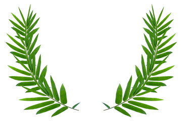 Fototapeta premium ฺBamboo leaves for background isolated on white background
