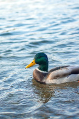 wild duck Drake swims in blue water