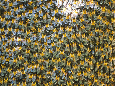 Bee swarm close up photo, Asiatic honey bee, apis cerana, wild bee swarm on branch in jungle.