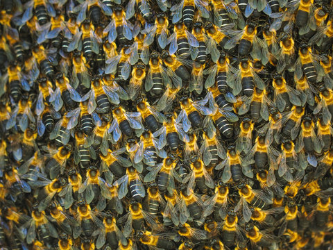 Bee swarm close up photo, Asiatic honey bee, apis cerana, wild bee swarm on branch in jungle.