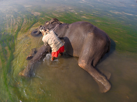 Mahout is cleaning Elephant splashing with water while taking a bath in Chitwan National park, Nepal 