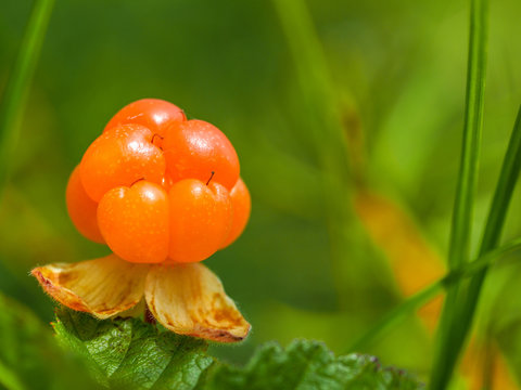 Vivid orange cloudberry on a green leaf, surrounded by lush greenery in a natural environment.