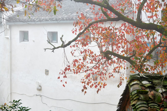 Hui style architectures in fall trees in fog.