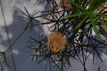 frogs sitting in the pond.
