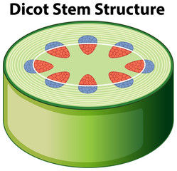 Diagram showing dicot stem structure © blueringmedia