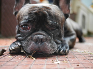 Sad dog crying, one-eyed blind black dog portrait