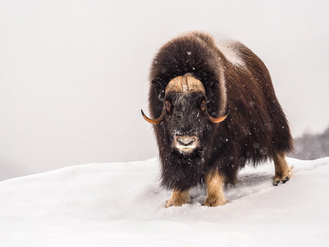 Musk Oxen (Ovibos moschatus) standing in snowy Dovrefjell mountains during cold winter in Norway.