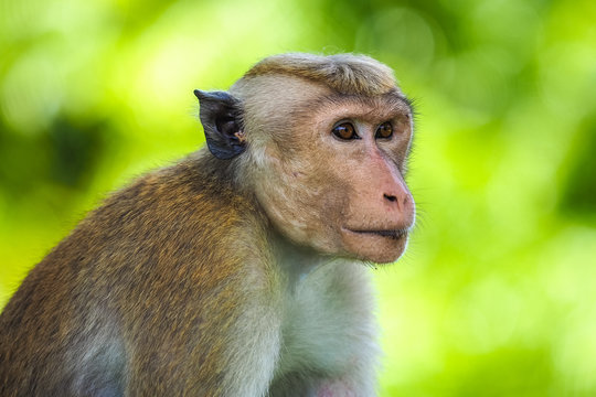 Fototapeta The toque macaque (Macaca sinica), Sri Lanka
