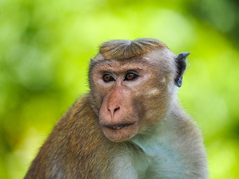 The toque macaque (Macaca sinica), Sri Lanka