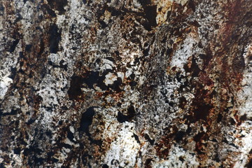 texture of bark of a tree