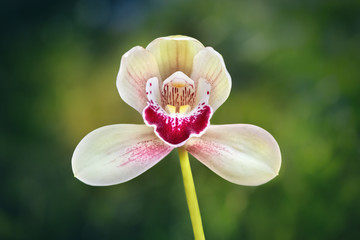 Close-up of a red and white orchid on a green background