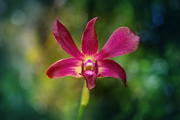 Close-up of a red orchid on an unfocused green background