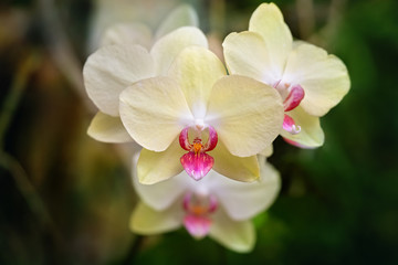 Close-up of a yellow and red orchid on an unfocused background