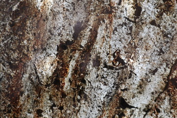 ants on tree