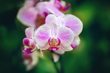 Fototapeta na wymiar Macro - Pink and white orchid on an unfocused green background