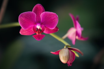 Obraz premium Macro - Pink orchid on a dark background