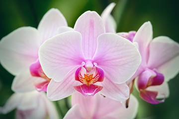 Obraz na płótnie Canvas Macro - Pink orchid on an unfocused green background
