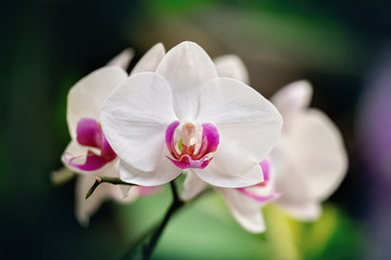 Fototapeta na wymiar Macro - White orchid on an unfocused green background
