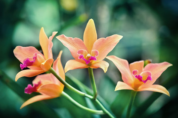 Several orange orchids on an unfocused green background