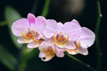 Several pink orchids on a dark background