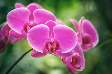 Several pink orchids on an unfocused green background