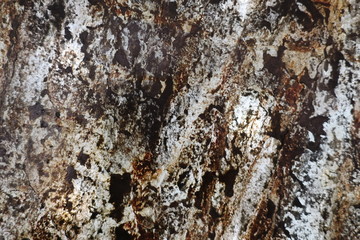 old wall texture of bark of a tree
