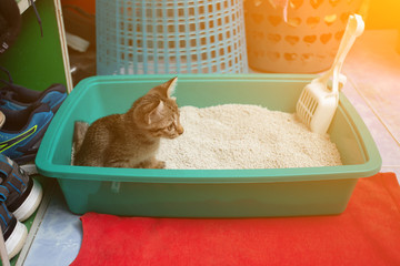 Tabby in the sandbox 