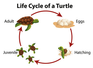 Diagram showing life cycle of sea turtle