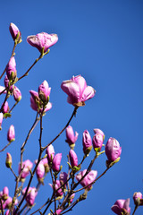 モクレンと青空