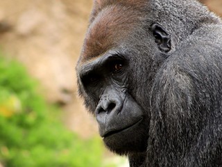  A strong lowland gorilla face with eyes looking at the photographer