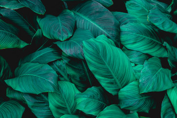 Fototapeta premium leaves of Spathiphyllum cannifolium, abstract green texture, nature background, tropical leaf