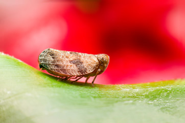 planthopper on leaf