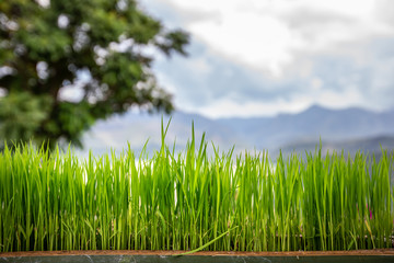 Fresh green wheat grass.