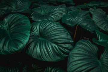 abstract green leaves texture, nature background, dark tone wallpaper