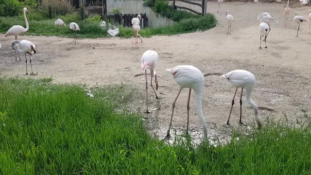 Baby and adult flamingos on a summer day