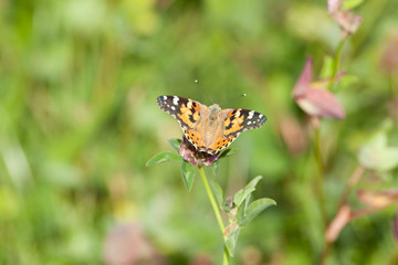 Distelfalter Schmetterling Flügel (Vanessa cardui)	