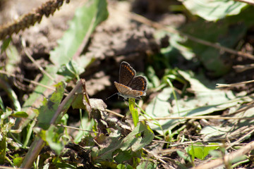 Hauhechel Bläuling Schmetterling Polyommatus icarus	