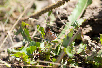 Hauhechel Bläuling Schmetterling Polyommatus icarus	