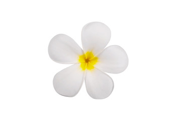 Frangipani flowers isolated on white background.