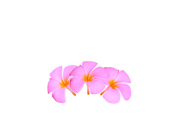 plumeria flowers isolated on white background