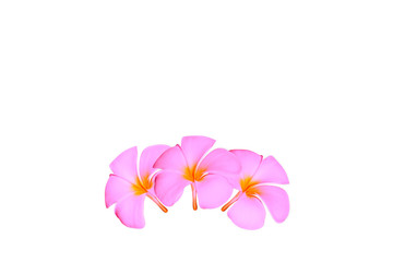 Obraz premium plumeria flowers isolated on white background