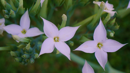 Pointy petal flowers