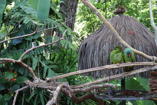 casal de papagaio