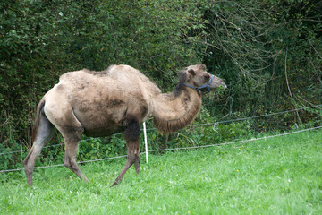 Kamel, Trampeltier  (Camelus ferus)