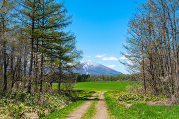 Fototapeta na wymiar Beauty nature view, snowcapped mountain range in background, forest and green grassland in foreground with clear blue sky in springtime season sunny day morning, beauty rural natural landscape scene