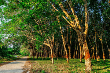 Para rubber tree, latex rubber plantation and tree rubber