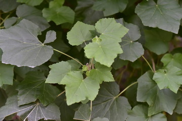 Leaves